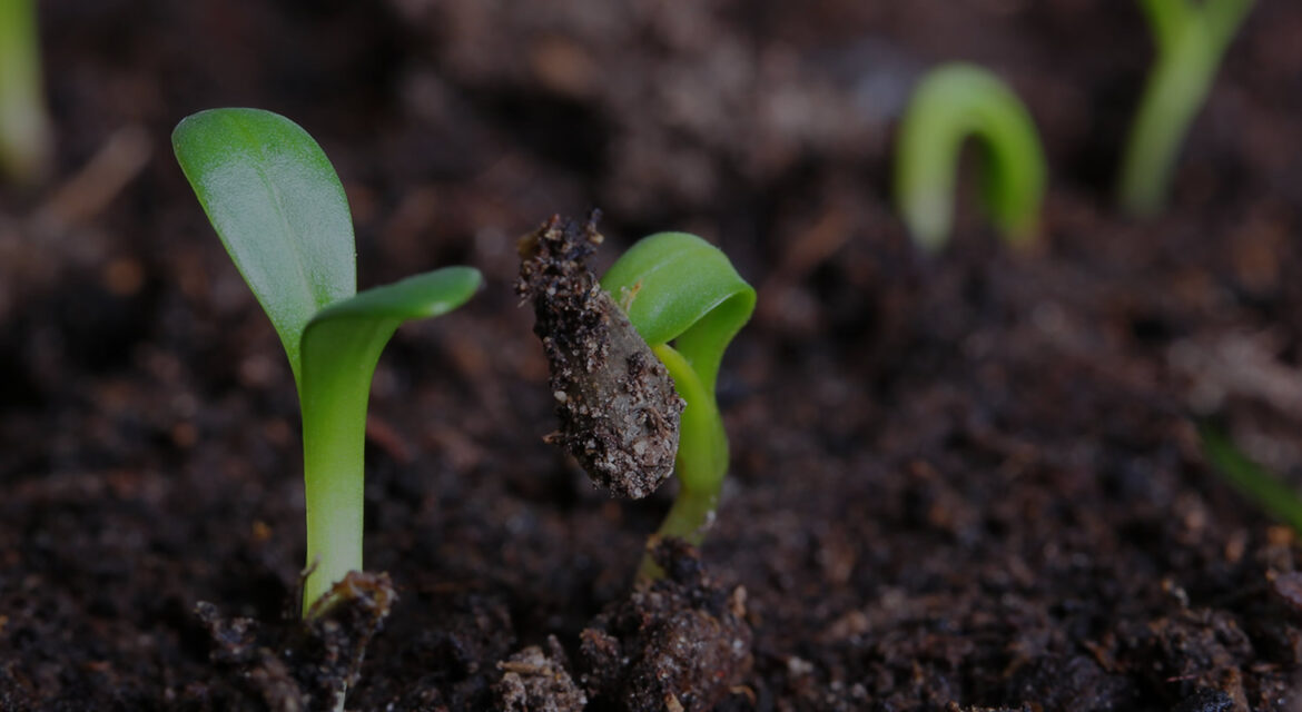 Tunnel Farming in South Africa: Overcoming Challenges and Ensuring ...